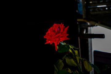 Rosa rossa