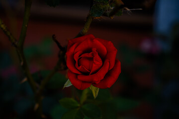 Rosa rossa