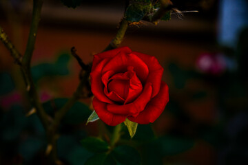 Rosa rossa