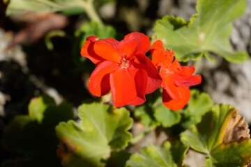 Obraz premium fiori rossi