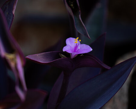 Fiore viola