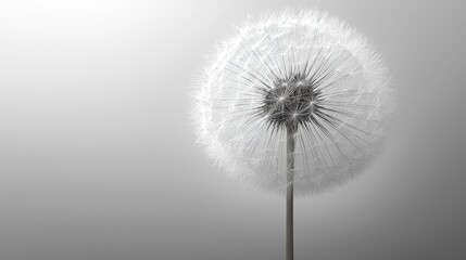 Fototapeta premium Delicate dandelion flower against a minimalistic gray background