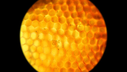 Facette eye of flies consisting of ommatidia, similar to a honeycomb.