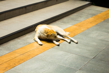 Thailand stray dog sleepping on floor