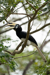 yellow billed hornbill © WeiZhe
