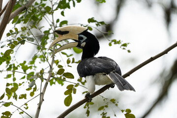 toucan on a branch © WeiZhe