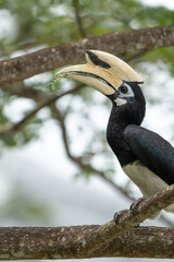 Obraz premium yellow billed hornbill