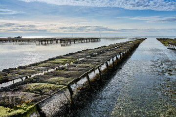 Cancal, Brittany, France, 09-05-2024,
oyster farmer harvesting oysters at low tide in Quiberon peninsula, 