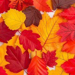 Colorful autumn leaves background.