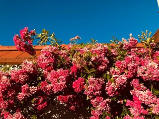 Street in Ravello, Amalfi Coast, Italy, Europe