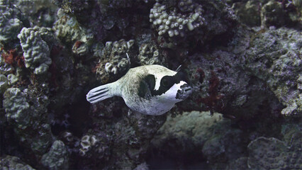 Fish Arothron diadematus or Masked puffer from the Tetraodonidae family. Loners, but during the...