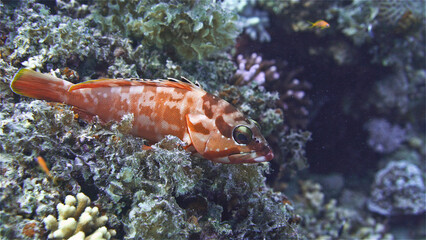 Fish Epinephelus fasciatus or Blacktip Grouper from the Serranidae family. They live near coral and rocky reefs, and are also found in shallow bays and lagoons near the coast. Red sea
