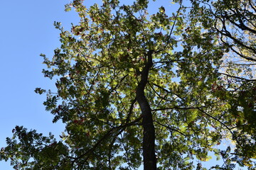 This is a rowan tree in sunny early autumn day.