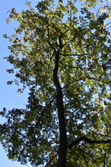 This is a rowan tree in sunny early autumn day.