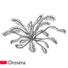 Hand drawn sketch of Drosera or sundews in black isolated on white background.
