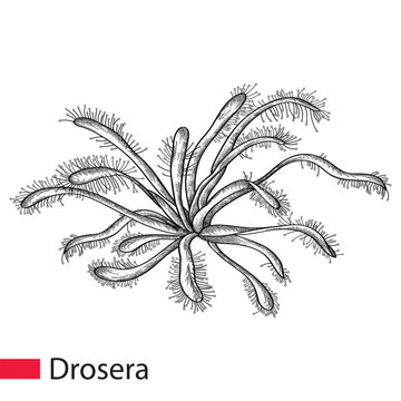 Hand drawn sketch of Drosera or sundews in black isolated on white background.