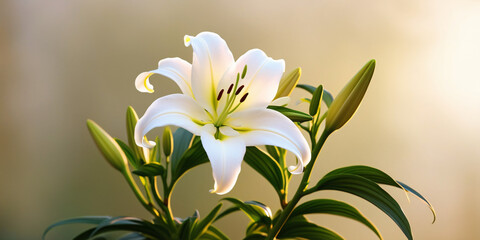 Fototapeta premium a Lily flower is blooming beautifully in the morning, created by generative AI