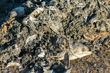 Rotten dead fish on the coast. Ecological toxic disaster.