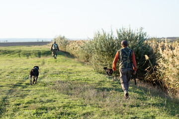 Mature hunter man holding a shotgun and walking through a field