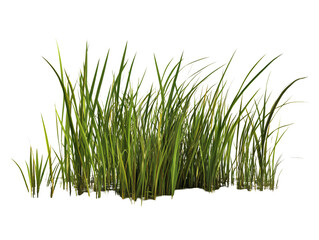 a close up of grass
