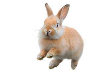 Cute Bunny with a Hop:  A fluffy brown bunny with white paws and a pink nose hops in the air with a playful expression.  His big brown eyes are wide with excitement as he leaps into the unknown
