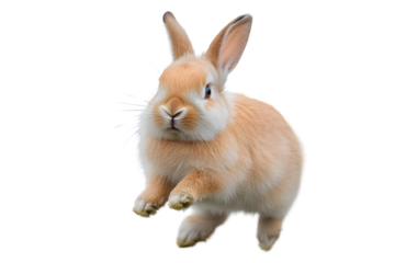 Cute Bunny with a Hop:  A fluffy brown bunny with white paws and a pink nose hops in the air with a playful expression.  His big brown eyes are wide with excitement as he leaps into the unknown