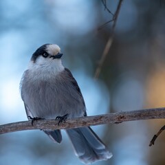 Obraz premium Canada Jay (Perisoreus canadensis) perched on a branch at dusk