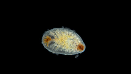 Flatworm under microscope, Turbellaria class, order Polycladida, around the worm you can see...
