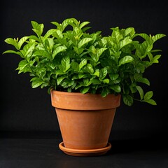 2. jasminum sambac jasmine flowers in a pot