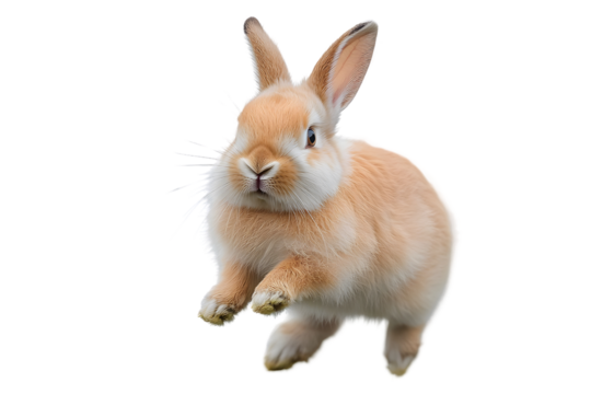 Cute Bunny with a Hop:  A fluffy brown bunny with white paws and a pink nose hops in the air with a playful expression.  His big brown eyes are wide with excitement as he leaps into the unknown