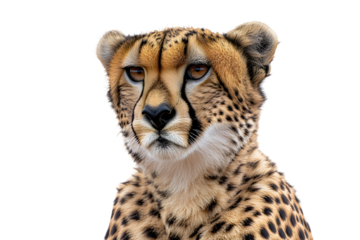 Cheetah Close-Up: A stunning portrait of a cheetah with piercing gaze and captivating spots, showcasing the animal's beauty and wild nature, isolated