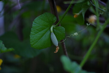 White pumpkin plants that have started to bear fruit.