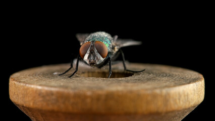 Fly sits on a wooden spool of thread, close-up