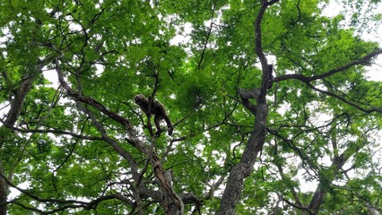 Vida salvaje en la jungla 