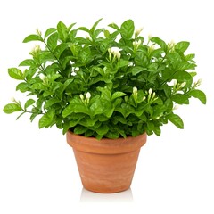 1. jasminum sambac jasmine flowers in a pot