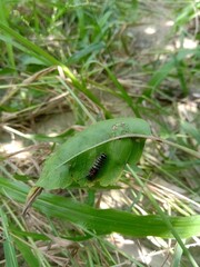 A black caterpillar on a leaf.