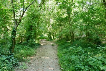 Obraz premium The empty hiking trail in the forest on a summer day.