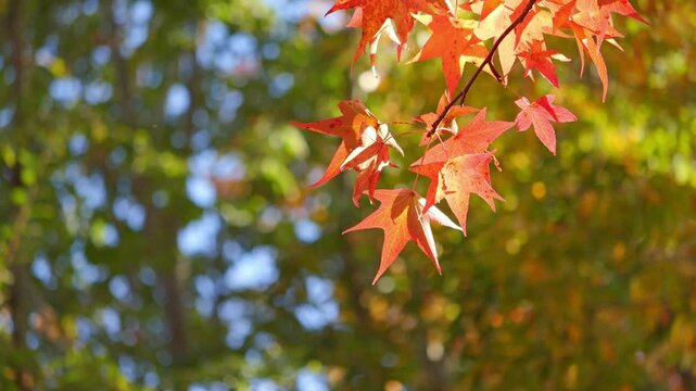 Blue sky and bright red leaves, autumn scenery