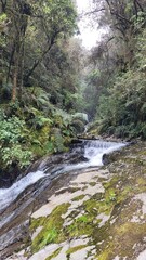 Selva, agua: generadores de vida y belleza