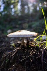 Wild white mushrooms growing in a lush green field, captured in natural light. A serene and organic nature scene perfect for environmental and culinary themes.