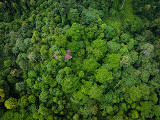 Aerial view tropical rain forest green tree background