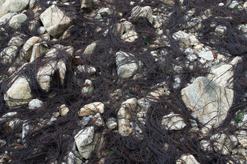 some dead algae on a rocky beach in southern Chile