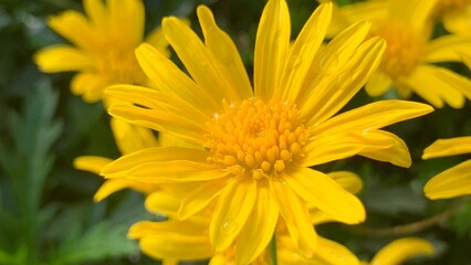 yellow flower with dew drops