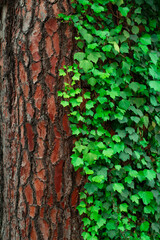 bark and vine