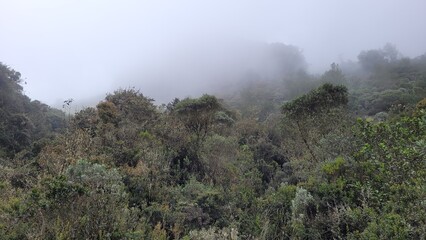 Bosque premontano: vuelve a crecer la vida