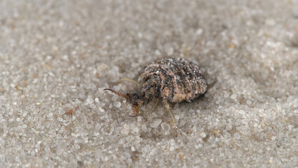Insecta larva Myrmeleon formicarius or common antlion, family Myrmeleontidae, order Neuroptera. Predator, buries itself in the sand, making a funnel and waits for prey.