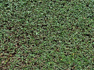 Background of Green Leaves of a Hedge, Lush Foliage Texture