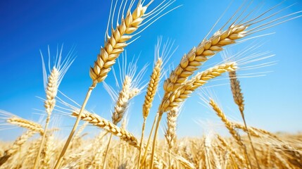 Golden Wheat Field Under Bright Blue Sky Illuminates Farming Landscape with Ripe Grain Ears Ready for Harvest in Serene Summer Setting