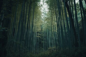 Obraz premium Lush Bamboo Forest in Kyoto's Arashiyama Region. AI generated illustration