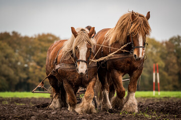 A pair of draft horses ploughing a field  - Orvelte, Drenthe, The Netherlands.
